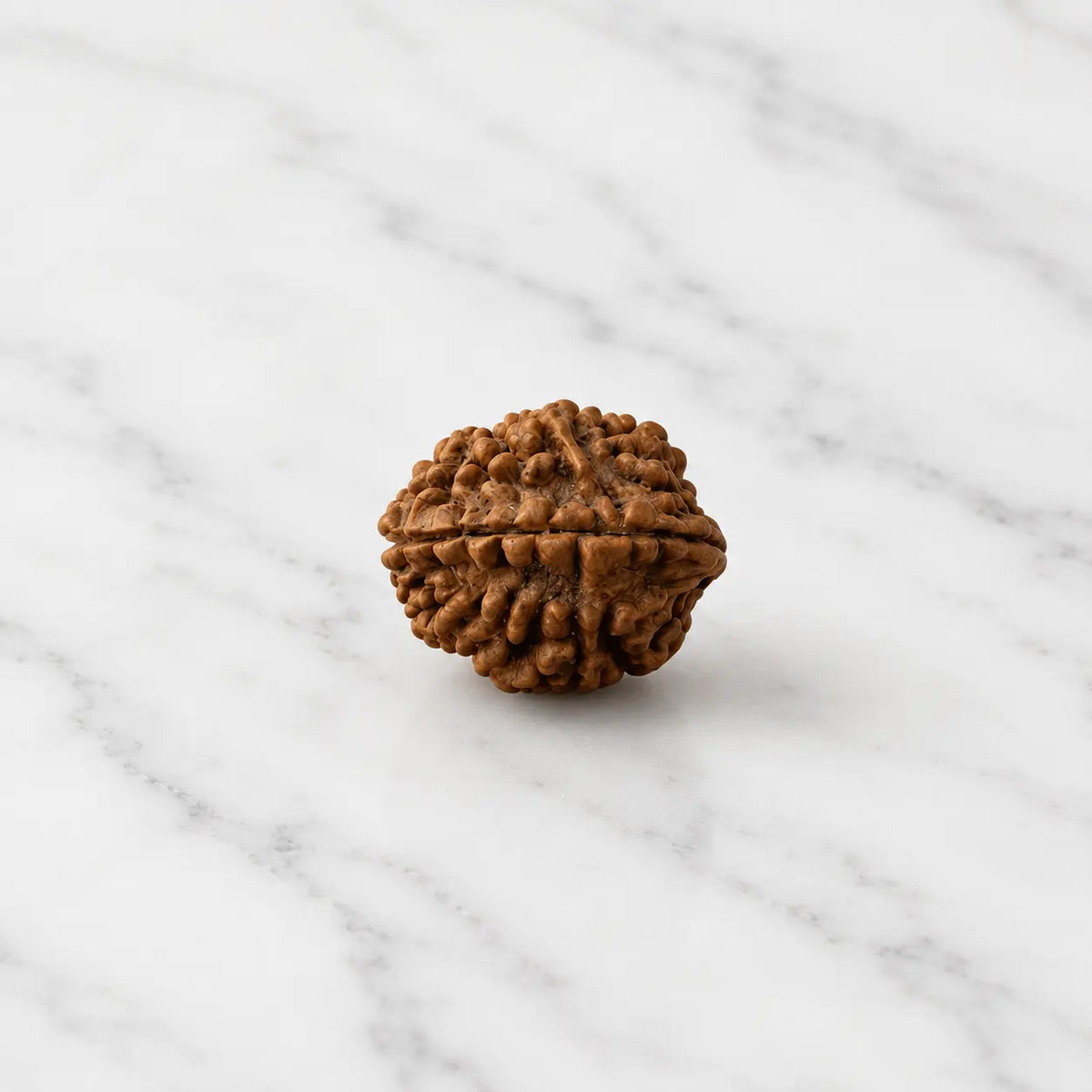 2 Mukhi Rudraksha