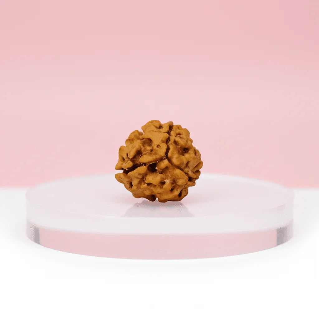 3-Mukhi-Rudraksha-edited_4-1.png