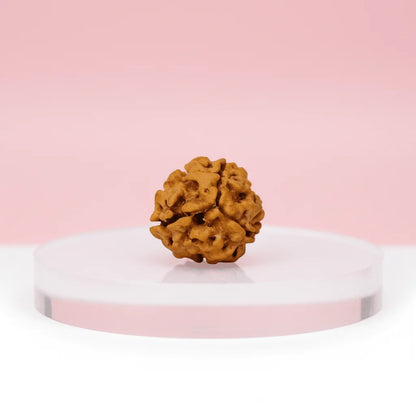 3-Mukhi-Rudraksha-edited_4-1.png
