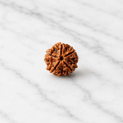 5 Mukhi Rudraksha
