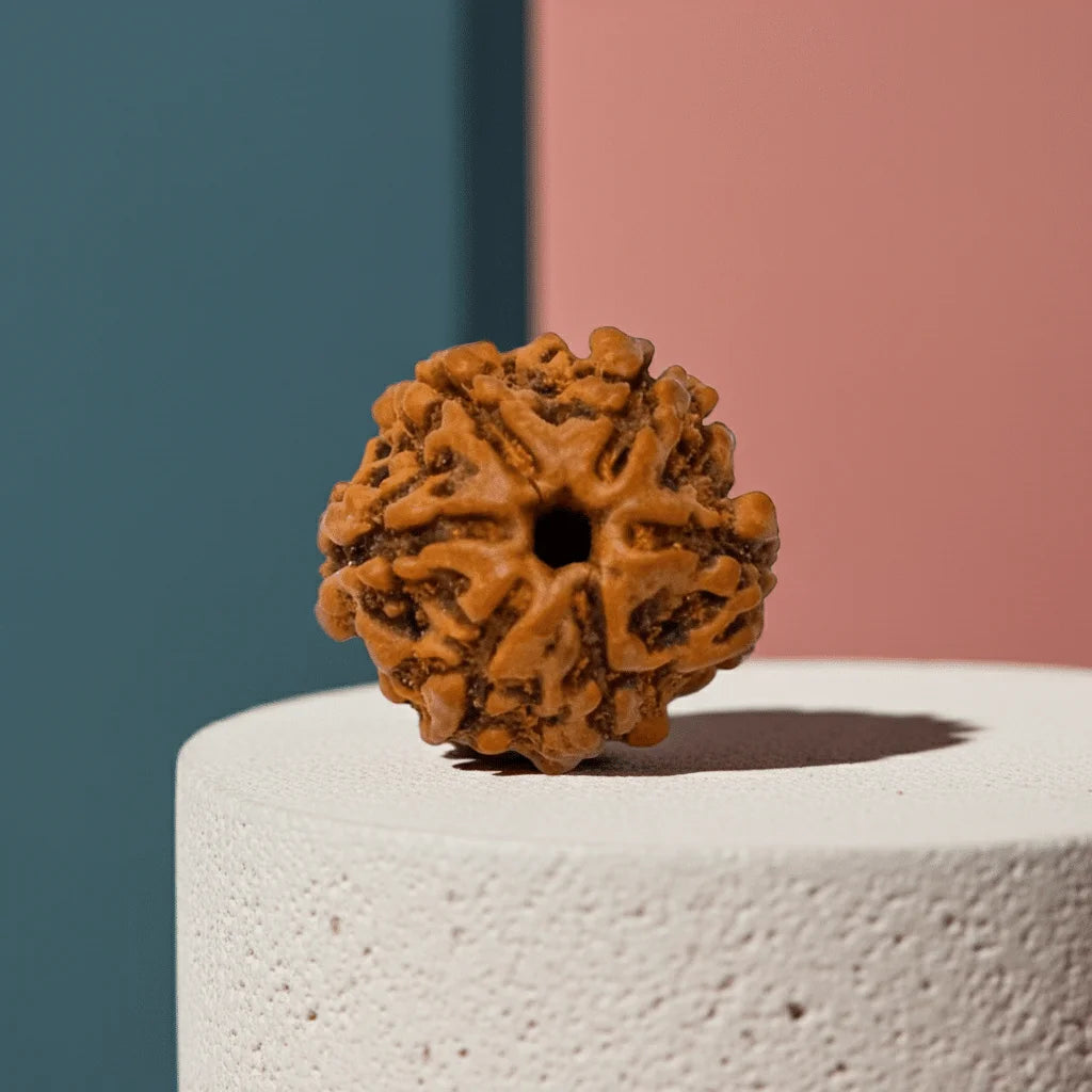 6-Mukhi-Rudraksha-–-Certified-Rudraksha-for-Focus-and-Emotional-Balance-edited_2-1.png