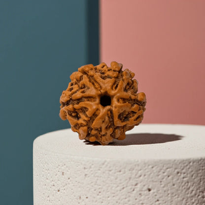 6-Mukhi-Rudraksha-–-Certified-Rudraksha-for-Focus-and-Emotional-Balance-edited_2-1.png