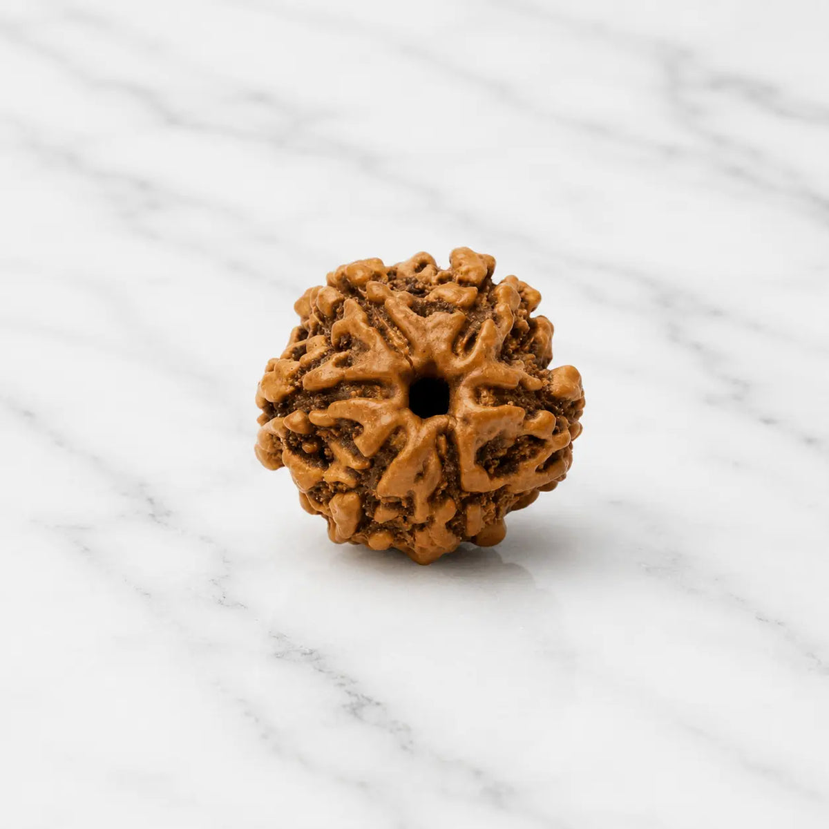 6 Mukhi Rudraksha