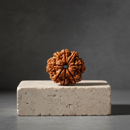 8-Mukhi-Rudraksha-–-Authentic-Rudraksha-for-Removing-Obstacles-edited_4.png