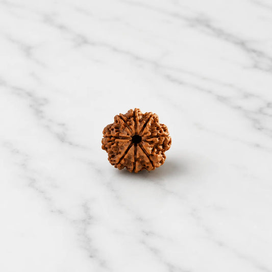 8 Mukhi Rudraksha