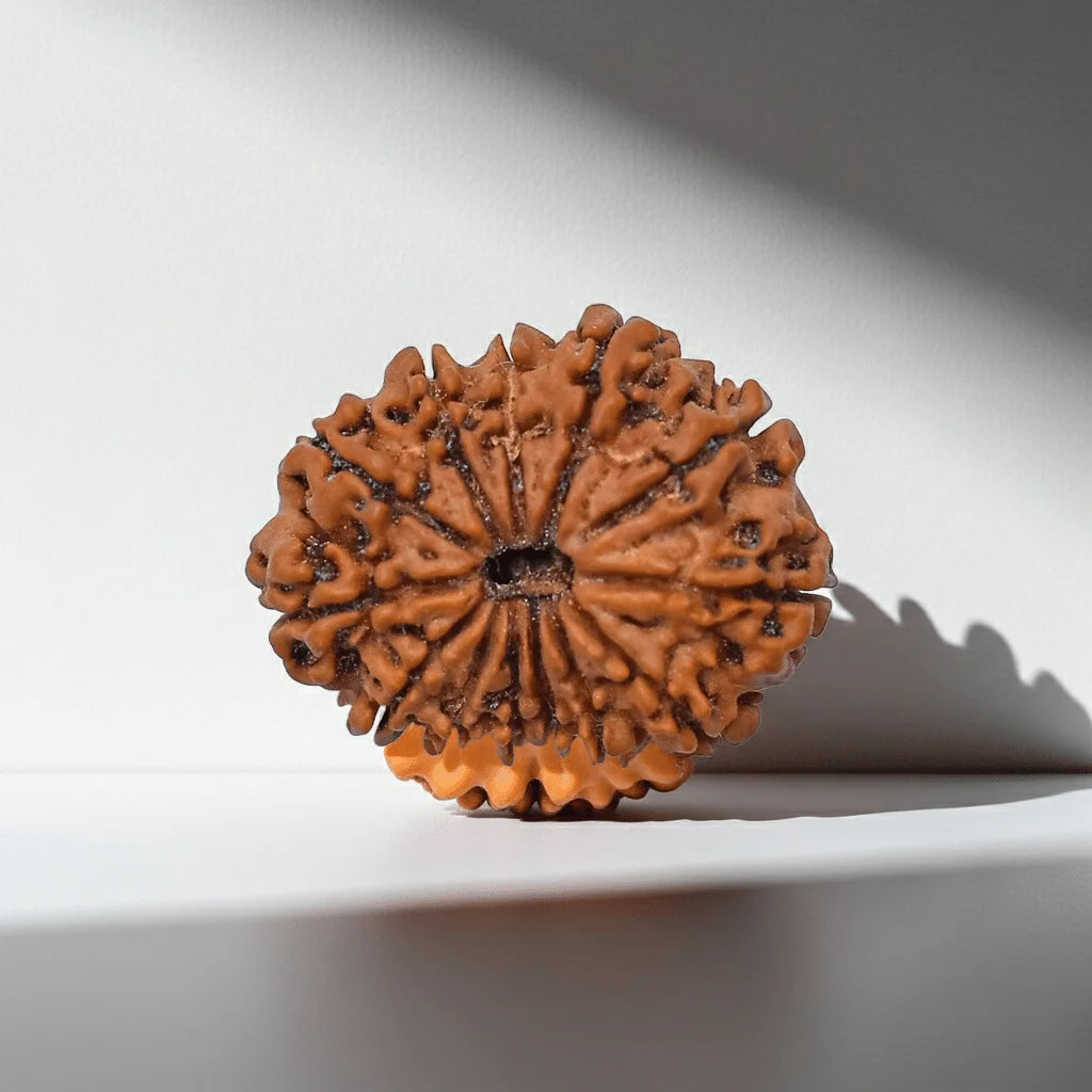 11-Mukhi-Rudraksha-–-Certified-Bead-for-Courage-and-Determination-edited_2.png