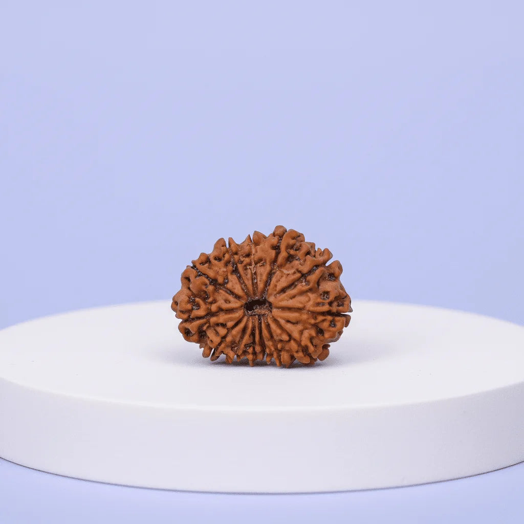 11-Mukhi-Rudraksha-–-Certified-Bead-for-Courage-and-Determination-edited_4.png