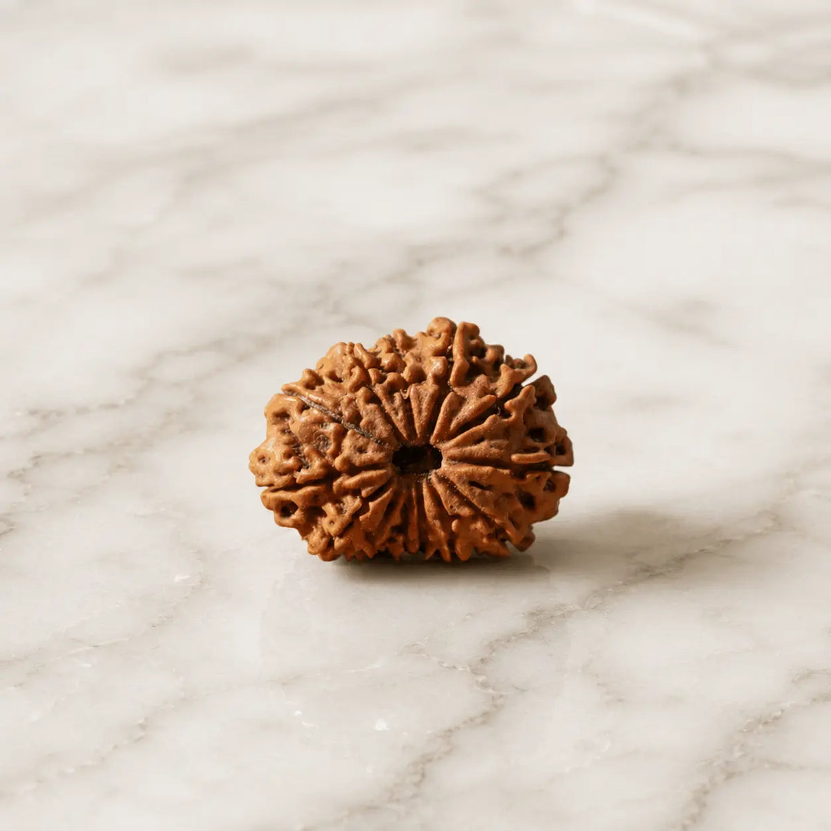 12 mukhi rudraksha