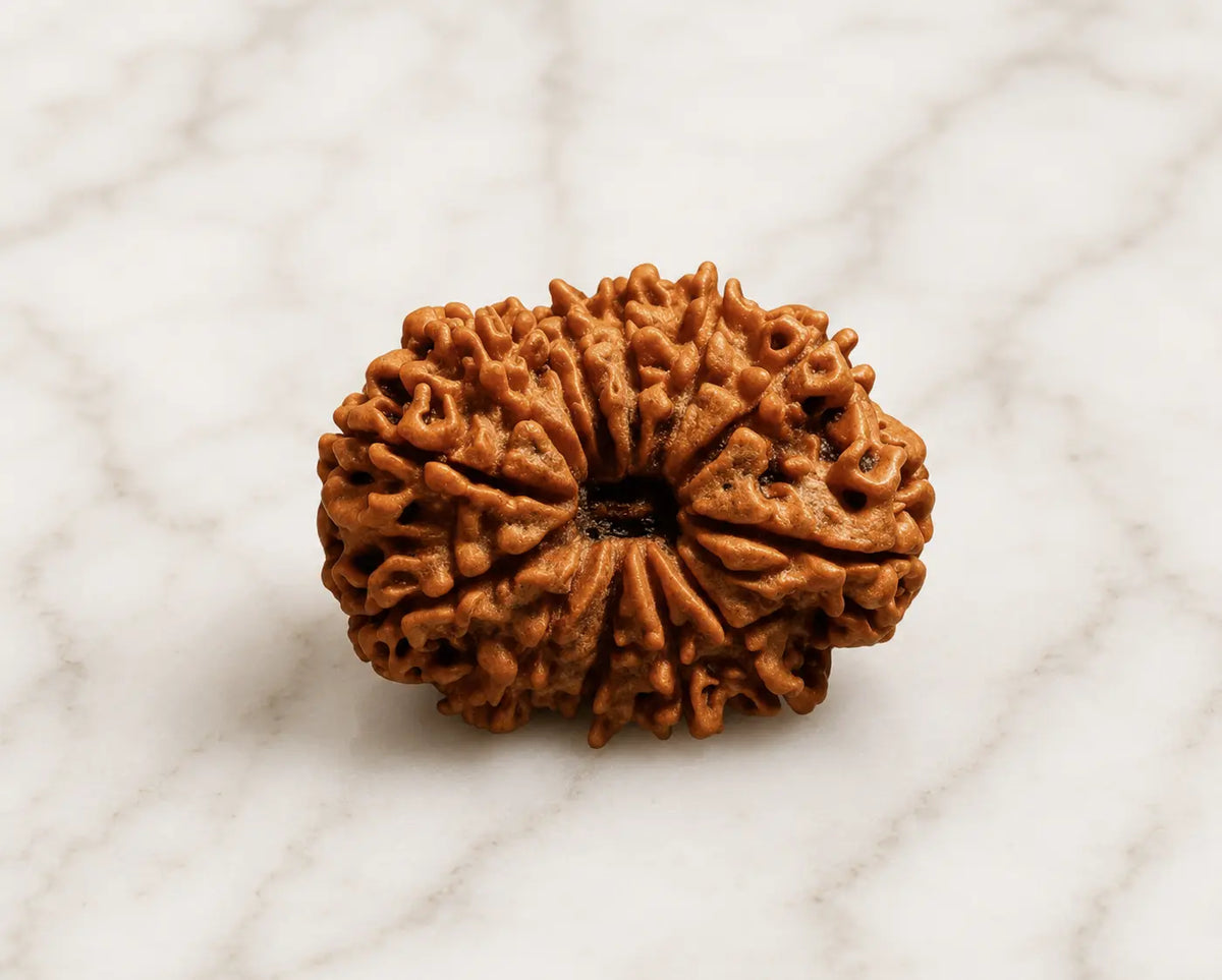 13 mukhi rudraksha