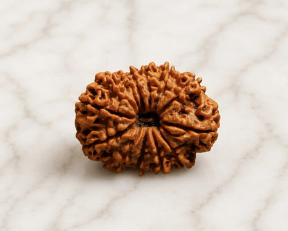 13 mukhi rudraksha