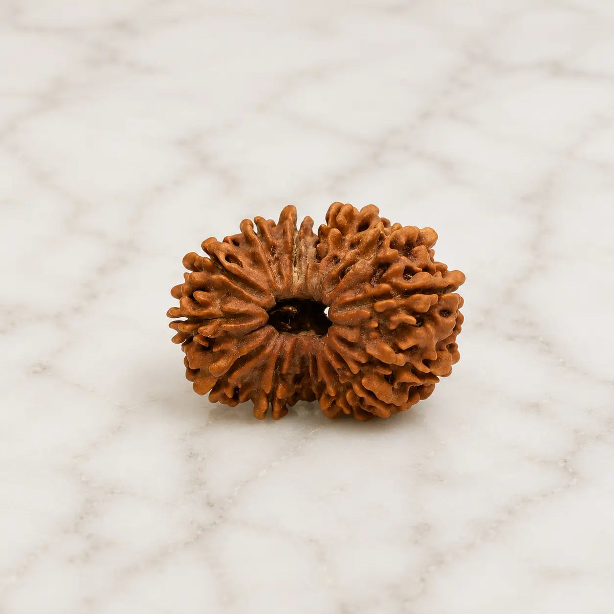 14 mukhi rudraksha