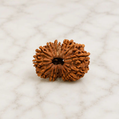 14 mukhi rudraksha