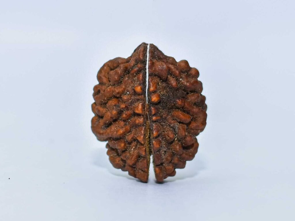 1 Mukhi Rudraksh