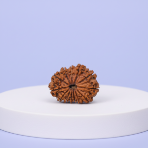 Buy 11 Mukhi Rudraksha - Rudraksh Creations