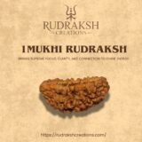 buy 1 mukhi rudraksha