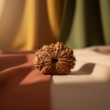 Buy 12 Mukhi Rudraksha - Rudraksh Creations