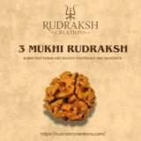 buy 3 Mukhi Rudraksha