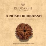 buy 4 Mukhi Rudraksha