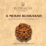 Buy 6 Mukhi Rudraksha