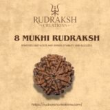 Buy 8 Mukhi Rudraksha