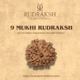 Buy 9 Mukhi Rudraksha