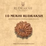 Buy 10 Mukhi Rudraksha