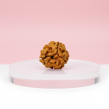 Buy 3 Mukhi Rudraksha - Rudraksh Creations