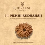 buy 11 Mukhi Rudraksha