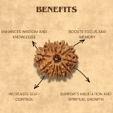 11 Mukhi Rudraksha benefits