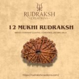buy 12 Mukhi Rudraksha