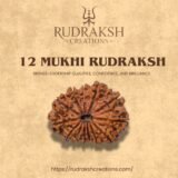 buy 12 Mukhi Rudraksha