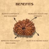 12 Mukhi Rudraksha benefits