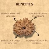 13 Mukhi Rudraksha benefits