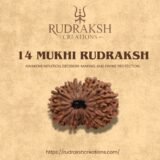 buy 14 Mukhi Rudraksha