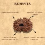 14 Mukhi Rudraksha benefits