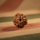 Buy 4 Mukhi Rudraksha - Rudraksh Creations