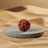 Buy 5 Mukhi Rudraksha - Rudraksh Creations