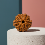 Buy 6 Mukhi Rudraksha - Rudraksh Creations