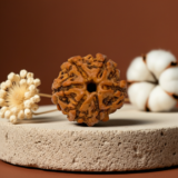 Buy 6 Mukhi Rudraksha - Rudraksh Creations