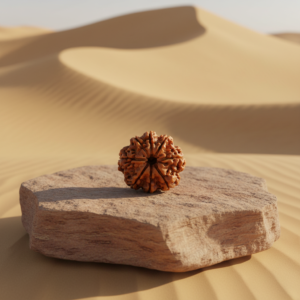 Buy 8 Mukhi Rudraksha - Rudraksh Creations