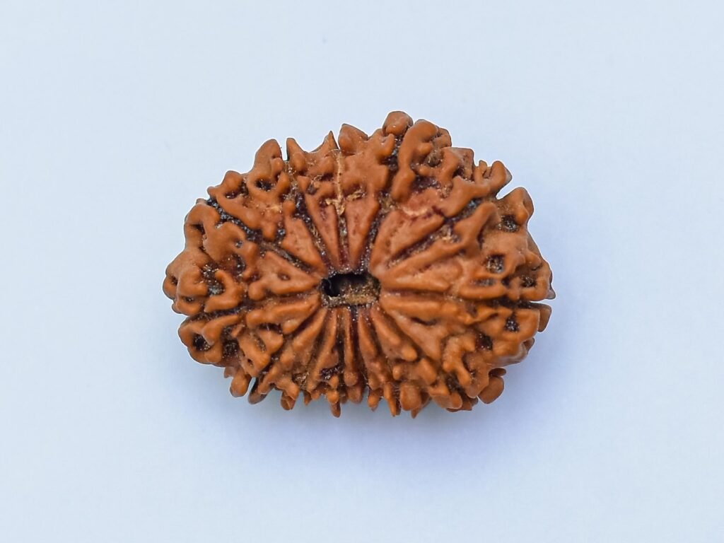 Buy 11 Mukhi Rudraksha Online - Price & Benefits