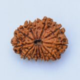 Buy 11 Mukhi Rudraksha Online - Price & Benefits