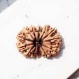 14 Mukhi Rudraksha (Nepali)