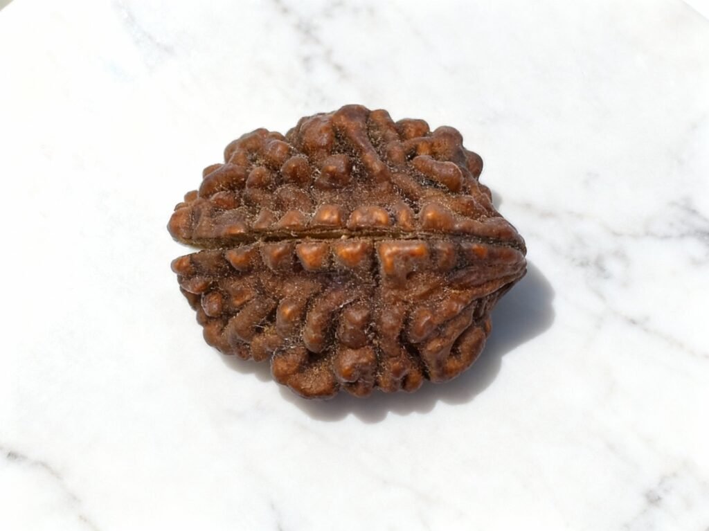 Original 2 Mukhi Rudraksha Price & Benefits