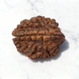 2 Mukhi Rudraksha (Nepali)
