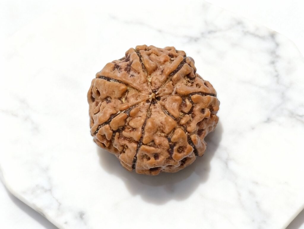 Buy 7 Mukhi Rudraksha Online - Best Price