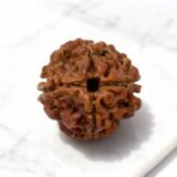 Original 4 Mukhi Rudraksha - Best Price Online