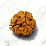 3 Mukhi Rudraksha (Nepali)