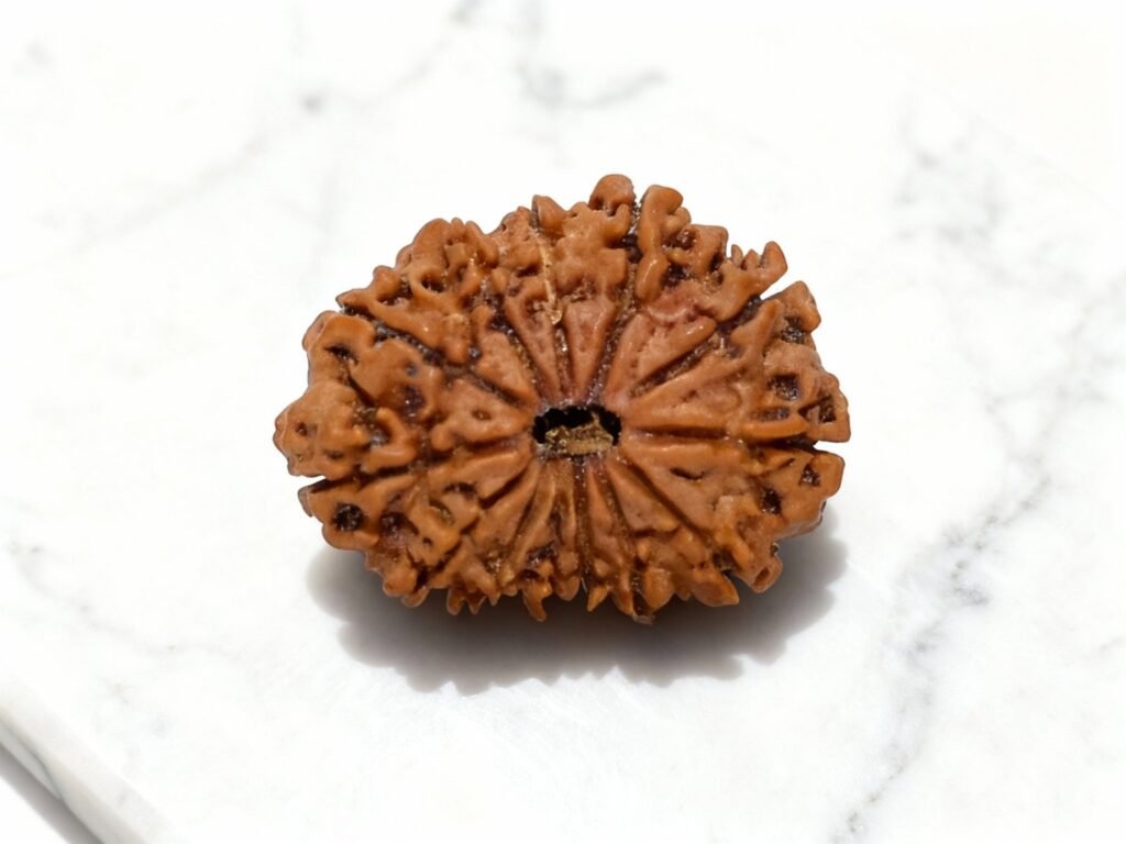 Original 12 Mukhi Rudraksha Price & Power