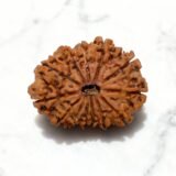 Original 12 Mukhi Rudraksha Price & Power